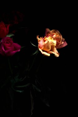 Siyah bir arka planda çeşitli renklerde güller