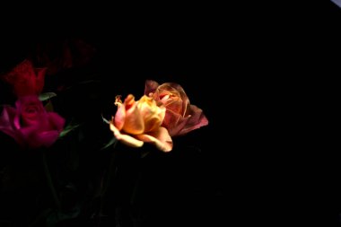 Siyah bir arka planda çeşitli renklerde güller