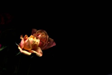 Siyah bir arka planda çeşitli renklerde güller