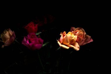 Siyah bir arka planda çeşitli renklerde güller