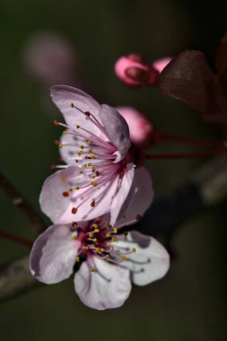 Çiçek açmış bir kiraz ağacının yakınında.