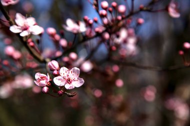 Çiçek açmış kiraz ağacı dalı