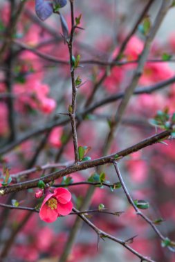 Bahar başlarında açan Japon ayva balığının dalı.