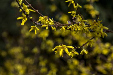 İlkbaharın başlarında açmakta olan fındık çiçeği.