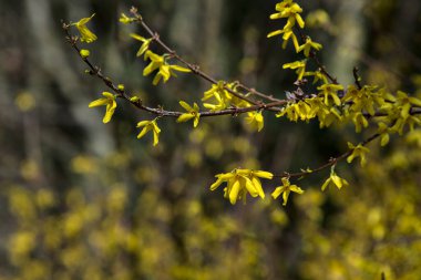 İlkbaharın başlarında açmakta olan fındık çiçeği.