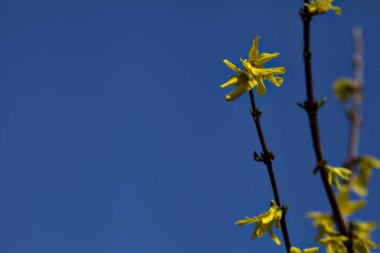 Arka plan olarak gökyüzü çiçek açan bir çalı çiçeğinin dalları