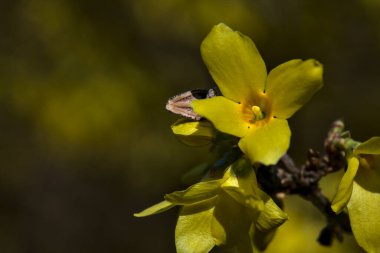 İlkbaharın başlarında açmakta olan fındık çiçeği.