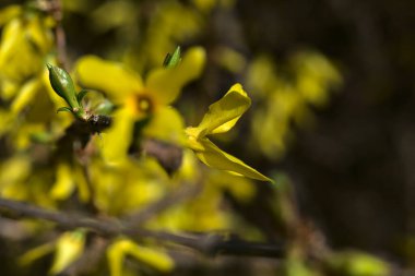 İlkbaharın başlarında açmakta olan fındık çiçeği.