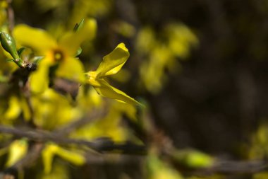 İlkbaharın başlarında açmakta olan fındık çiçeği.