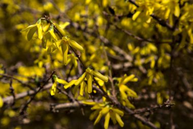 İlkbaharın başlarında açmakta olan fındık çiçeği.