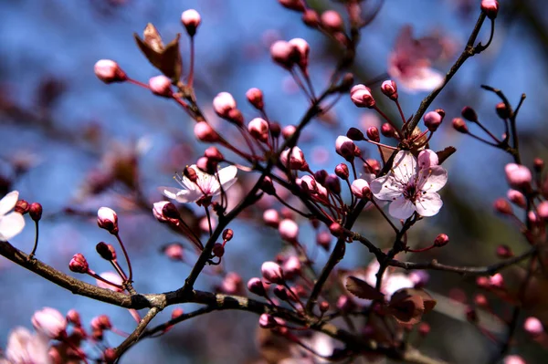 Arkaplan olarak gökyüzü açan kiraz ağacı dalı