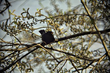 Ağacın dalındaki kara kuş.