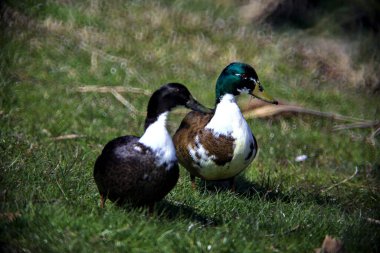 Bir gölün kıyısında yürüyen yaban ördekleri