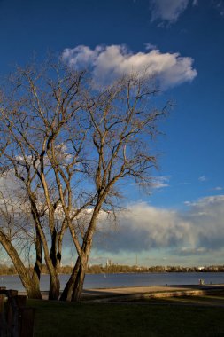 Açık gökyüzü ve arka planda göl olan çıplak bir ağaç.
