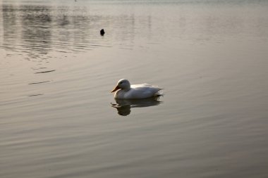 Ördek bulutlu bir günde yaban ördekleri arasında yüzüyor.
