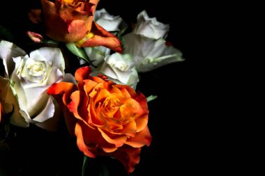 Siyah arka planda turuncu ve beyaz güller.