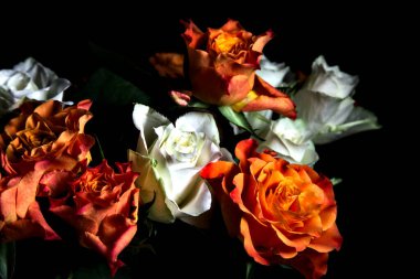 Siyah arka planda turuncu ve beyaz güller.