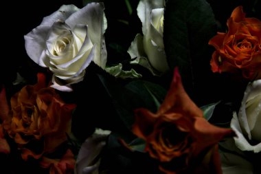 Siyah arka planda turuncu ve beyaz güller.