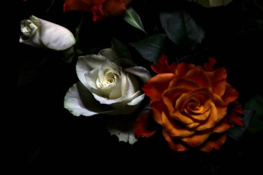 Siyah arka planda turuncu ve beyaz güller.