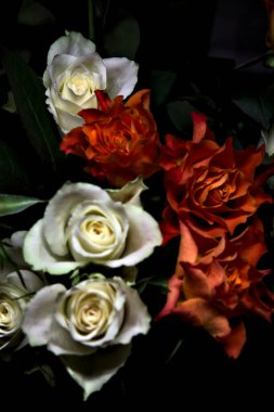 Siyah arka planda turuncu ve beyaz güller.