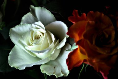 Siyah arka planda turuncu ve beyaz güller.