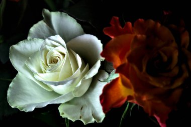 Siyah arka planda turuncu ve beyaz güller.