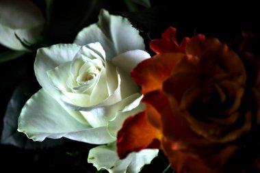 Siyah arka planda turuncu ve beyaz güller.