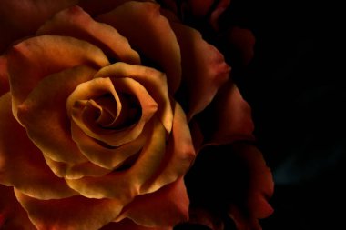 Siyah arka planda turuncu ve beyaz güller.