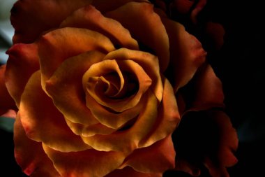 Siyah arka planda turuncu ve beyaz güller.