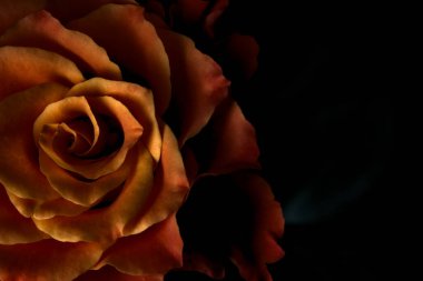 Siyah arka planda turuncu ve beyaz güller.