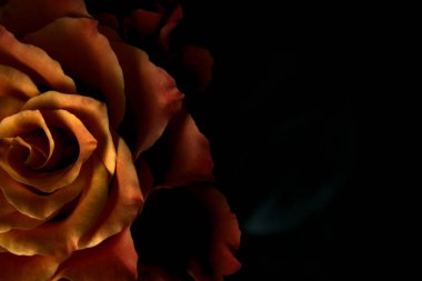 Siyah arka planda turuncu ve beyaz güller.