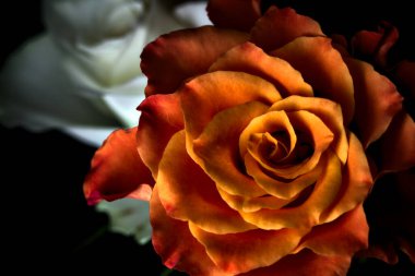 Siyah arka planda turuncu ve beyaz güller.