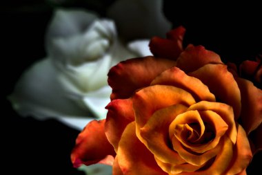 Siyah arka planda turuncu ve beyaz güller.