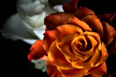 Siyah arka planda turuncu ve beyaz güller.