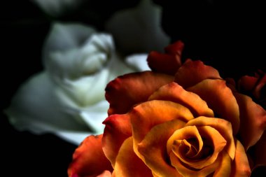 Siyah arka planda turuncu ve beyaz güller.
