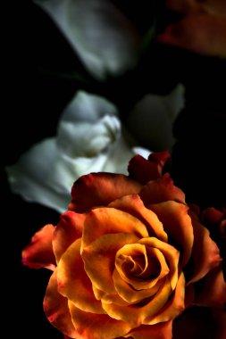 Siyah arka planda turuncu ve beyaz güller.