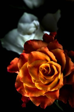 Siyah arka planda turuncu ve beyaz güller.