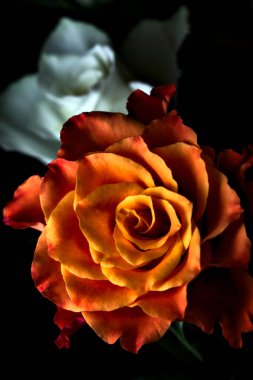 Siyah arka planda turuncu ve beyaz güller.