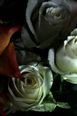 Siyah arka planda turuncu ve beyaz güller.