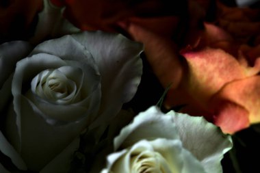 Siyah arka planda turuncu ve beyaz güller.