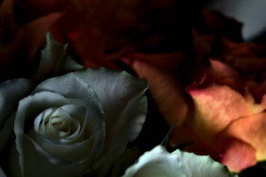 Siyah arka planda turuncu ve beyaz güller.