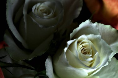 Siyah arka planda turuncu ve beyaz güller.