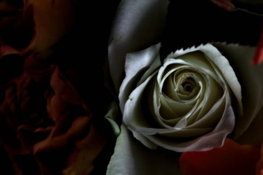 Siyah arka planda turuncu ve beyaz güller.