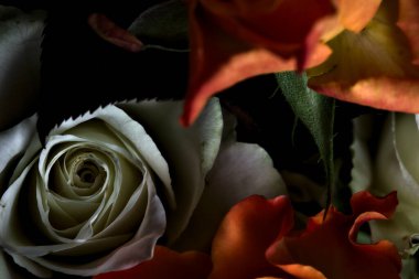 Siyah arka planda turuncu ve beyaz güller.