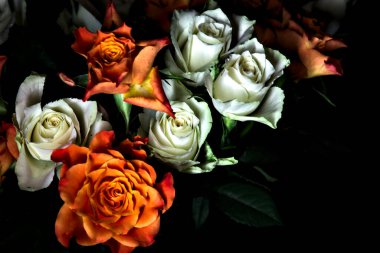 Siyah arka planda turuncu ve beyaz güller.