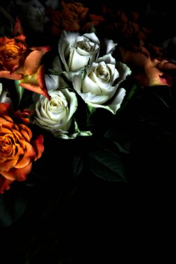 Siyah arka planda turuncu ve beyaz güller.