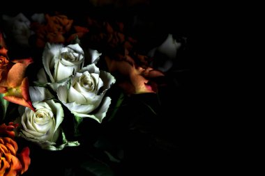 Siyah arka planda turuncu ve beyaz güller.