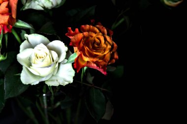 Siyah arka planda turuncu ve beyaz güller.
