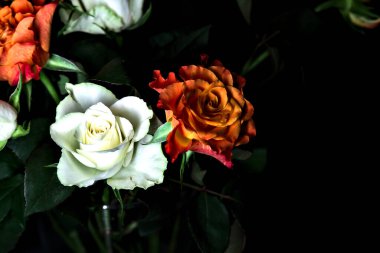 Siyah arka planda turuncu ve beyaz güller.