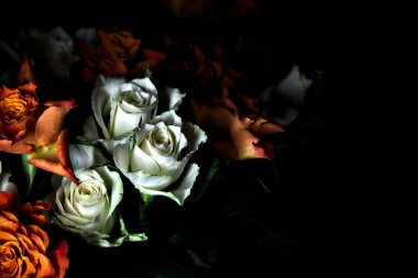 Siyah arka planda turuncu ve beyaz güller.